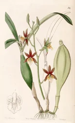 Prosthechea pterocarpa